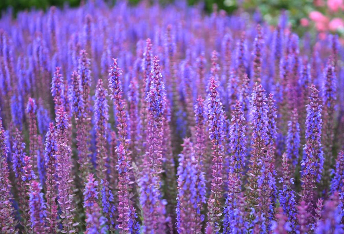 Clary Sage – Benefits And Uses