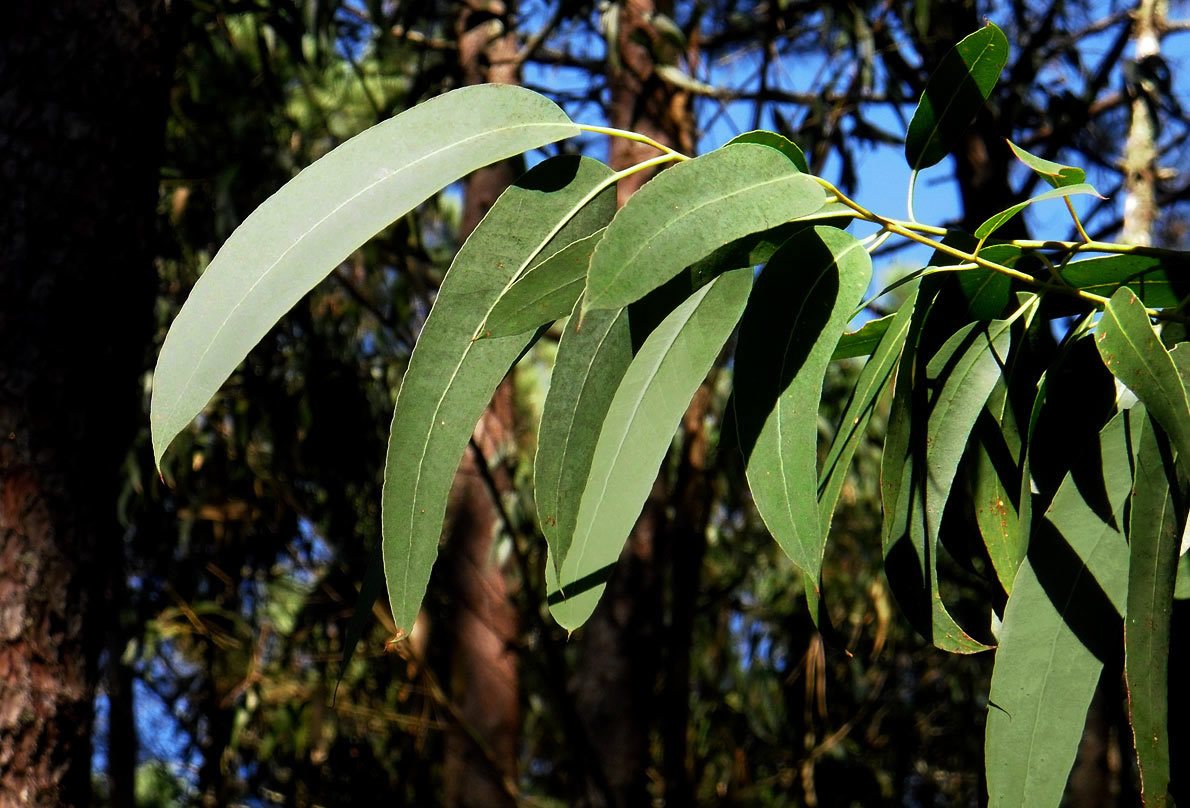 Eucalyptus – Benefits And Uses