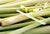 Lemongrass – Benefits And Uses