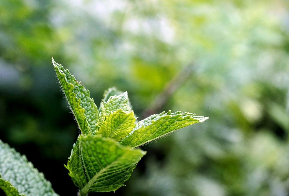 3 Reasons Why You Must Use Peppermint Essential Oil