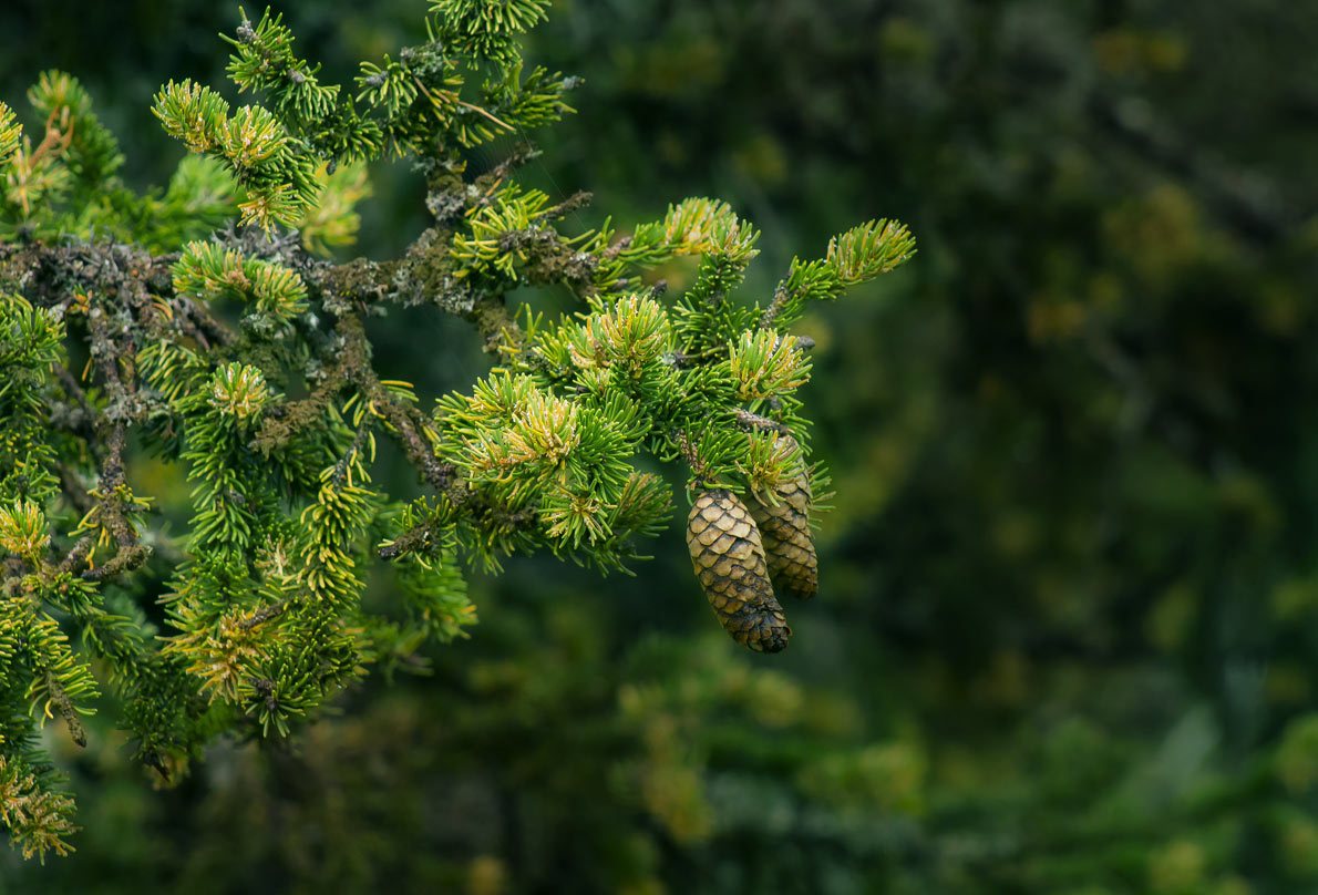 Pine – Benefits And Uses