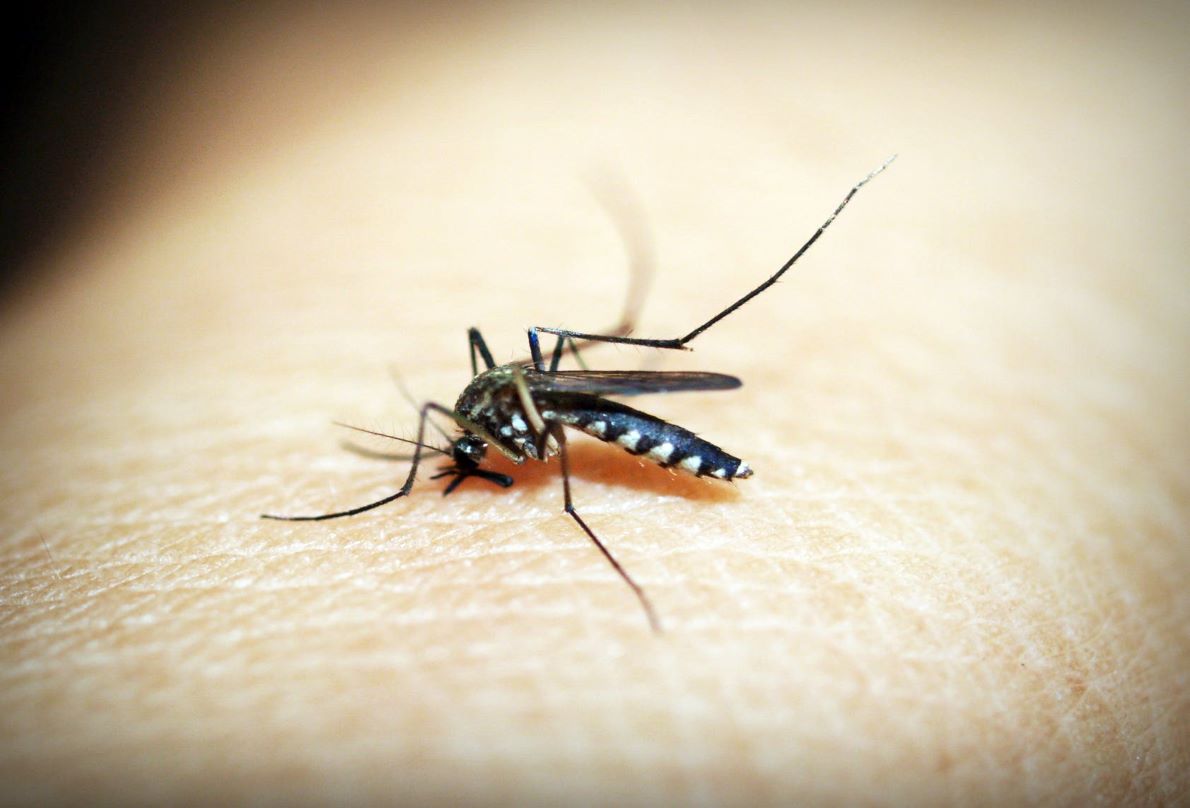 5 Ways You're Breeding Dengue and Don't Even Know