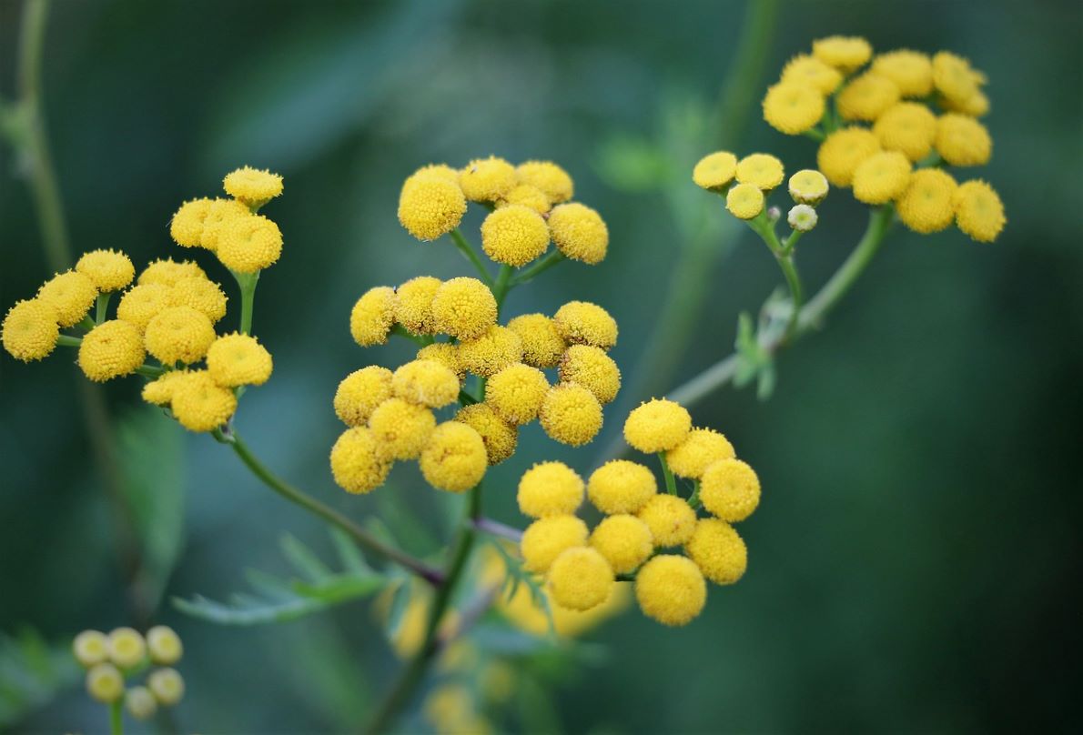Treat Injuries with Helichrysum Oil